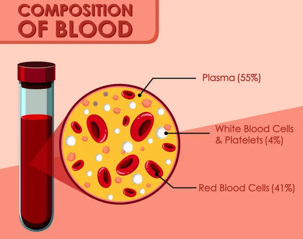 Diagram showing composition of blood — Stock Vector