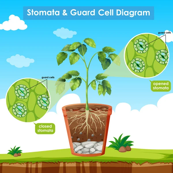 Schéma zobrazující stomata a strážní buňku — Stockový vektor