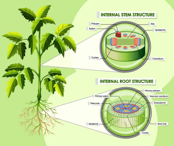 Plant roots diagram Vector Art Stock Images | Depositphotos