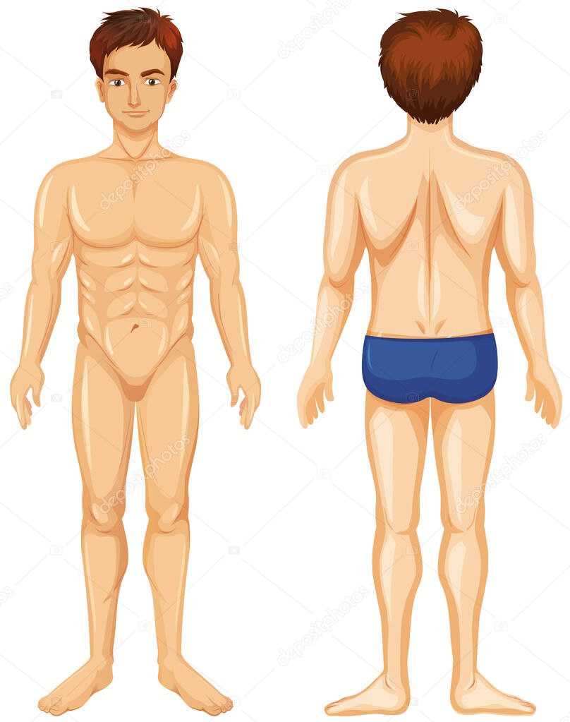 Front and back of human male