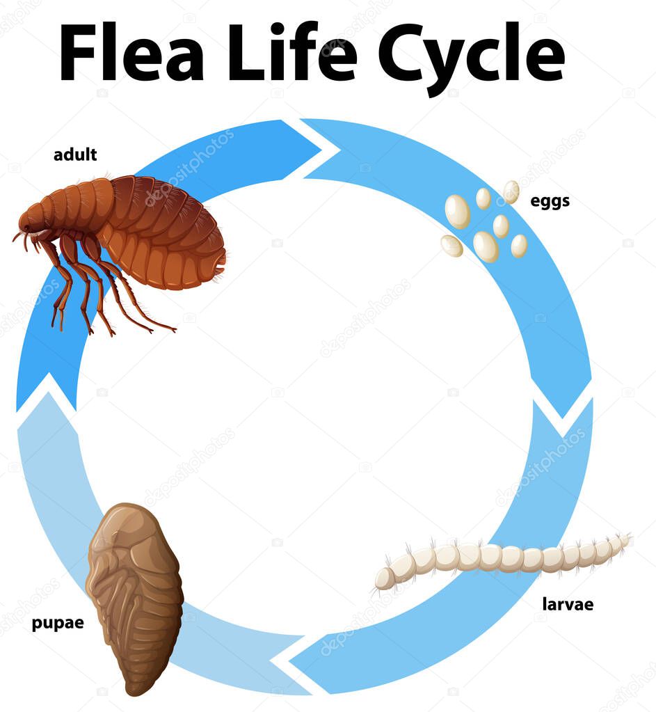 Diagram showing life cycle of flea