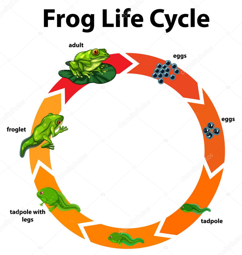 Diagram showing life cycle of frog