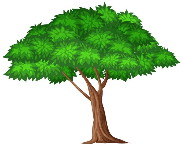 Jedno Duże Drzewo Białym Tle Ilustracji — Wektor stockowy