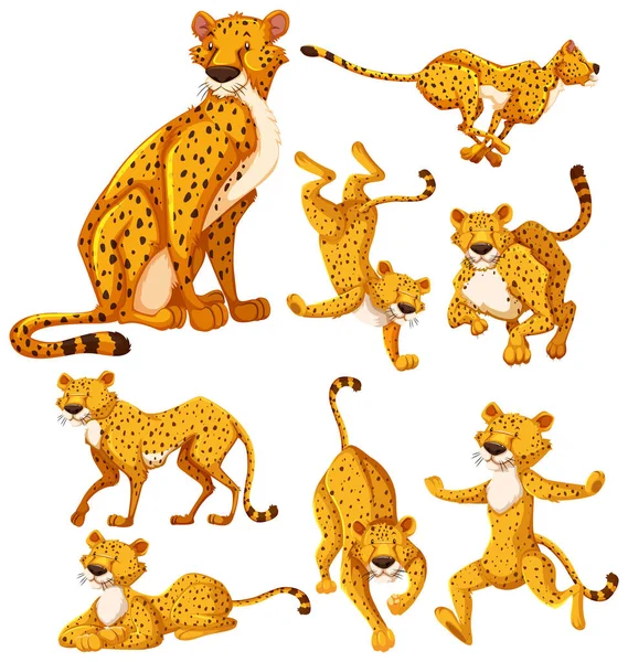 Set Van Cheetah Cartoon Karakter Illustratie — Stockvector