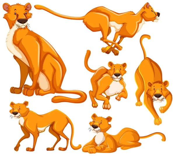 Set Lioness Cartoon Character Illustration — Stock Vector