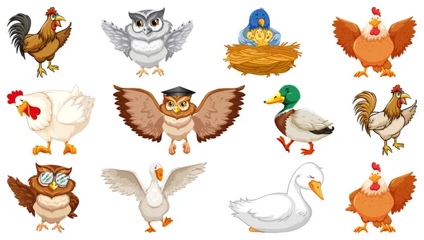 Sada Různých Ptáků Kreslený Styl Izolované Bílém Pozadí Ilustrace — Stockový vektor