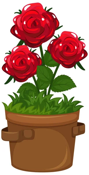 Hermosas Rosas Maceta Arcilla Sobre Fondo Blanco Ilustración — Vector de stock