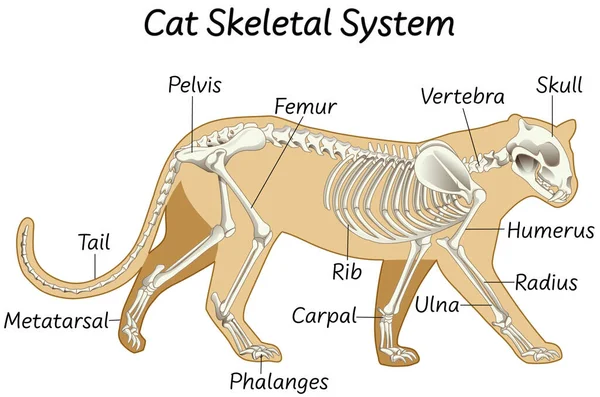 Science Cat Skeletal System Illustration — Stock Vector