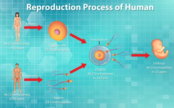 Reprodukční Proces Ilustrace Člověka — Stockový vektor