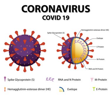 Corona Virüs Parçacık Yapısı Çizimi Diyagramı