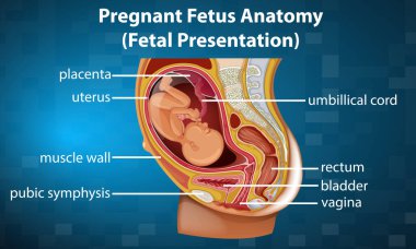 Hamile fetüs anatomisi çizimi