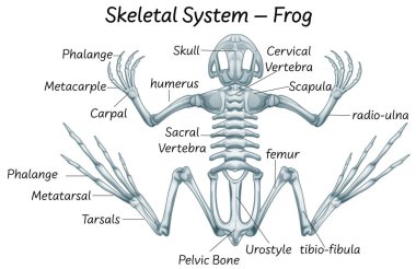 Kurbağa anatomisi illüstrasyonunun bilimsel eğitimi