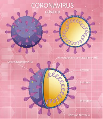 Corona Virüs Parçacık Yapısı Çizimi Diyagramı