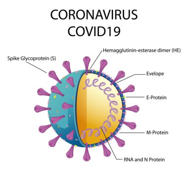 Corona Virüs Parçacık Yapısı Çizimi Diyagramı