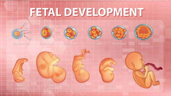 Etapas Desarrollo Embrionario Humano Ilustración — Archivo Imágenes Vectoriales