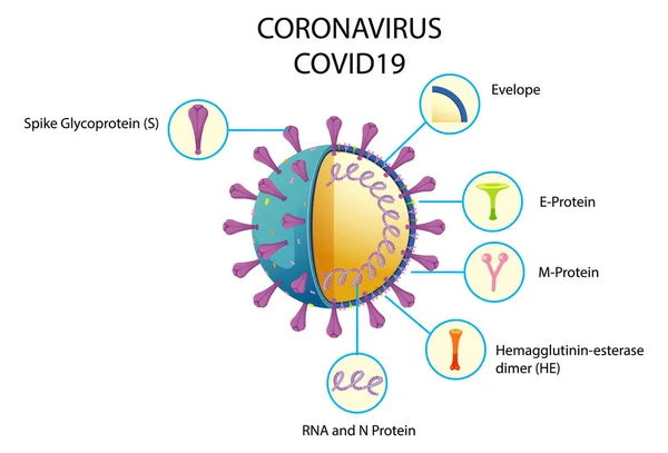 Diagrama Ilustração Estrutura Partícula Vírus Corona — Vetor de Stock