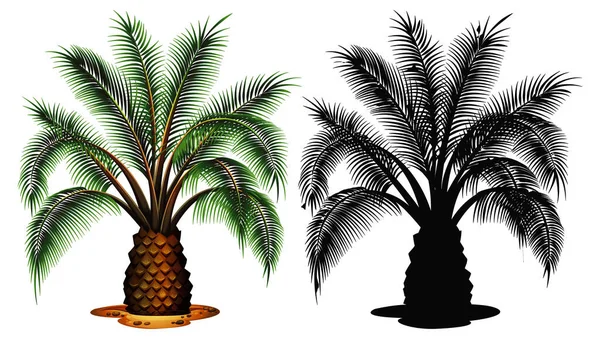 Conjunto Ilustração Palmeira —  Vetores de Stock