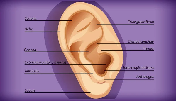 Anatomía Ilustración Del Oído Externo — Vector de stock