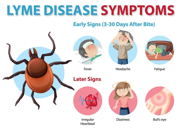 Lyme Sintomas Doença Informação Infográfico Ilustração —  Vetores de Stock