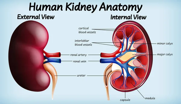 Illustration Der Menschlichen Nierenanatomie — Stockvektor