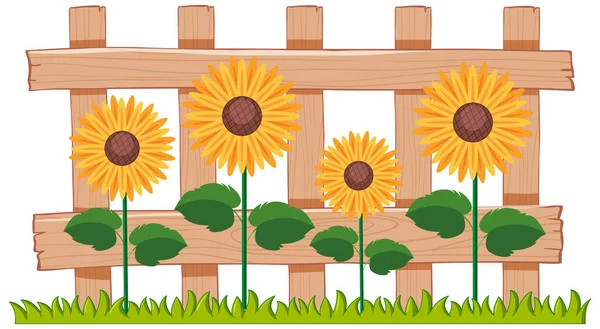 Bellissimi Girasoli Giardino Sfondo Bianco Illustrazione — Vettoriale Stock