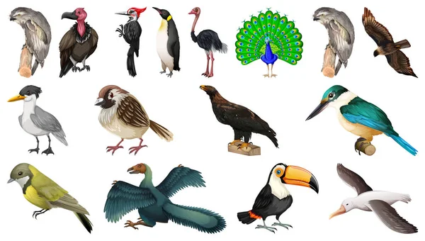 Набір Різних Птахів Мультяшний Стиль Ізольований Білому Тлі Ілюстрації — стоковий вектор