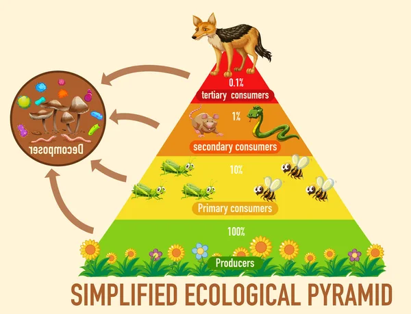 Illustrazione Semplificata Della Piramide Ecologica Scientifica — Vettoriale Stock