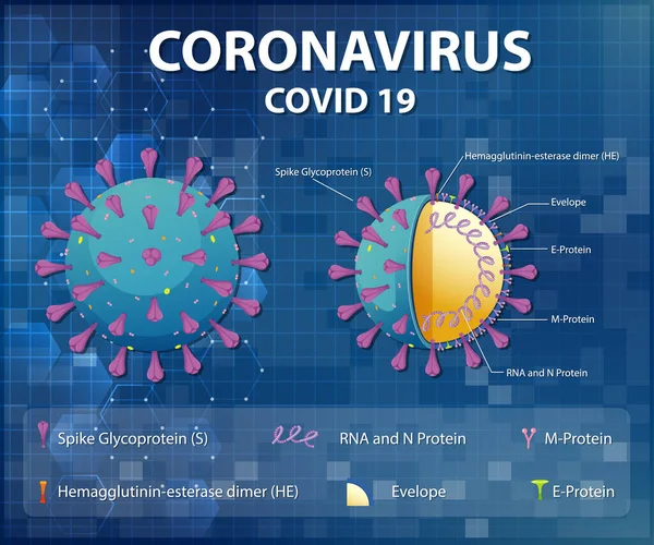 Schéma Illustration Structure Des Particules Virus Corona — Image vectorielle
