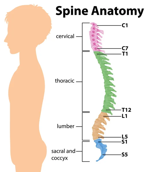 Anatomy Spine Spinal Curves Infographic Illustration — Stock Vector