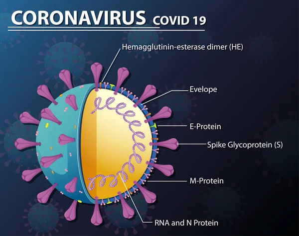 Diagram Corona Virus Partikelstruktur Illustration — Stock vektor