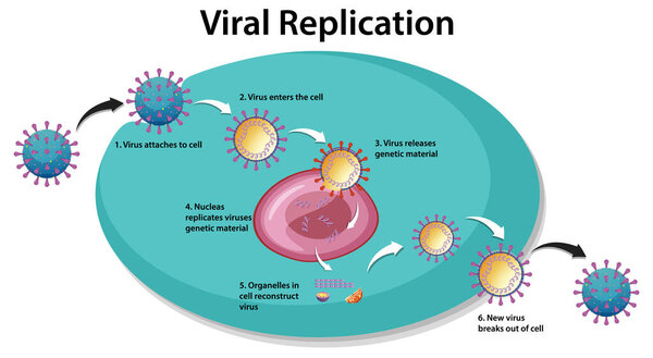 Viral Replication infographic for education illustration
