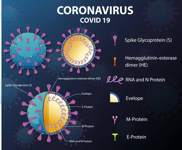 Diagrama Ilustración Estructura Partículas Del Virus Corona — Vector de stock