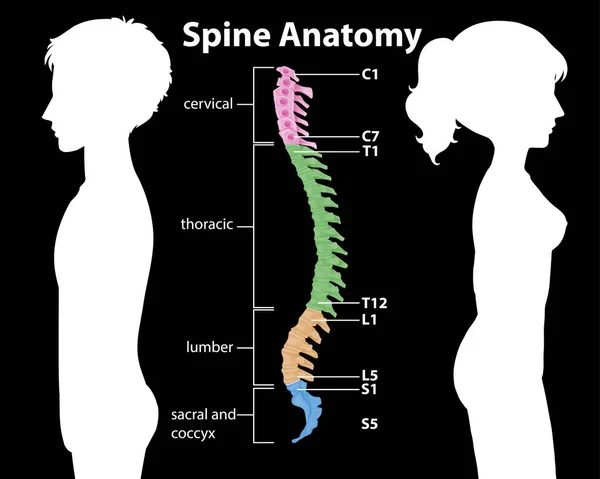 Anatomía Columna Vertebral Curvas Espinales Ilustración Infográfica — Vector de stock