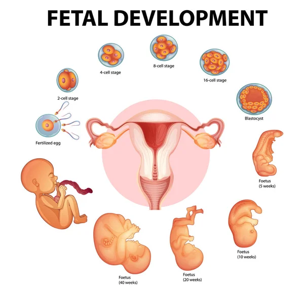 Estágios Desenvolvimento Embrionário Humano Ilustração — Vetor de Stock
