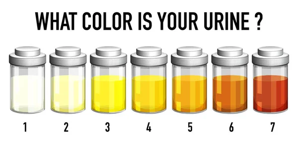 Ilustração Ilustração Cartela Cores Urina —  Vetores de Stock