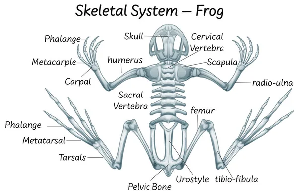 Kurbağa Anatomisi Illüstrasyonunun Bilimsel Eğitimi — Stok Vektör