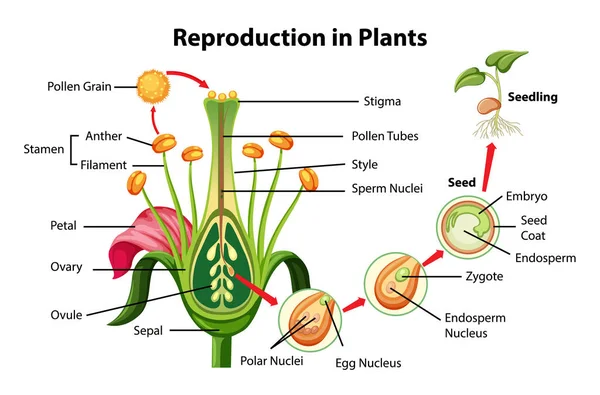 Ilustración Del Diagrama Reproducción Plantas — Vector de stock