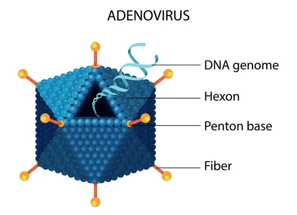 Diagram Struktur Adenovirus Pada Ilustrasi Latar Belakang Putih - Stok Vektor