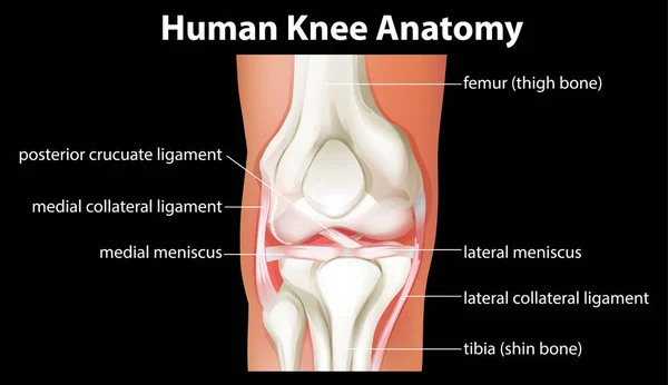 Menselijke Knie Anatomie Diagram Illustratie — Stockvector