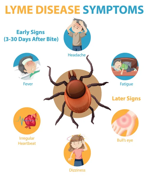 Lyme Disease Symptoms Information Infographic Illustration — Stock Vector