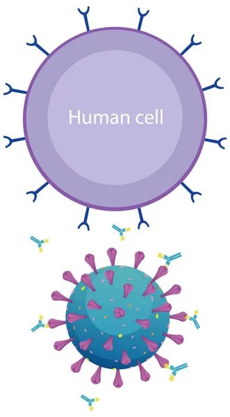 Informatif Sel Manusia Dan Gambar Diagram Coronavirus - Stok Vektor