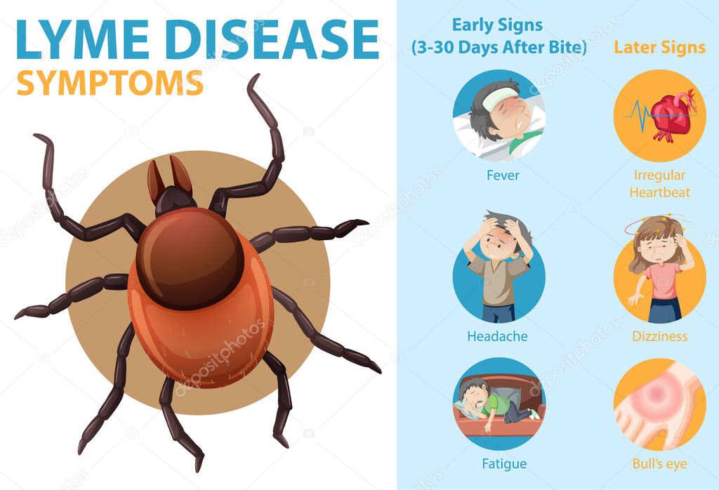 Lyme disease symptoms information infographic illustration
