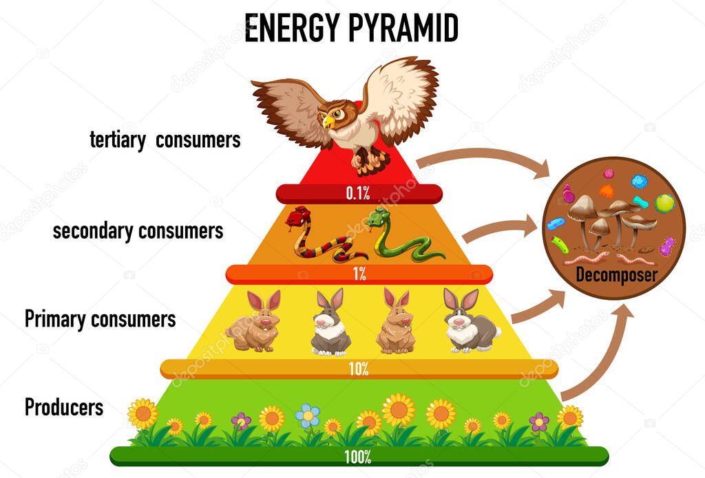 Science simplified ecological pyramid illustration