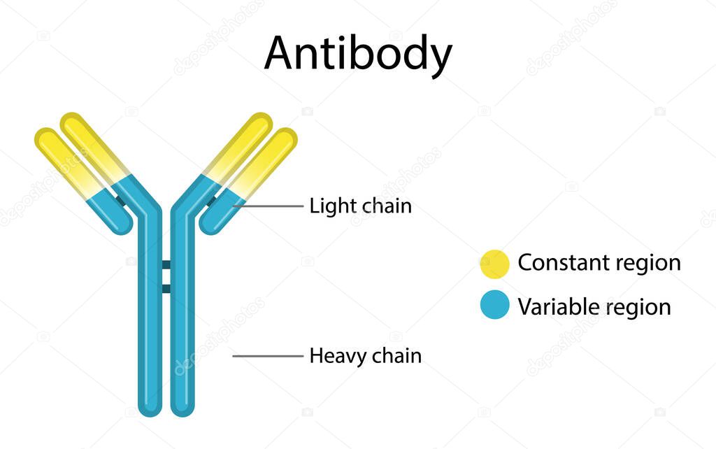 Antibody structure diagram on white background illustration