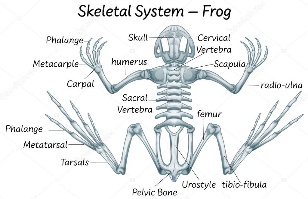 Science eduction of frog anatomy illustration