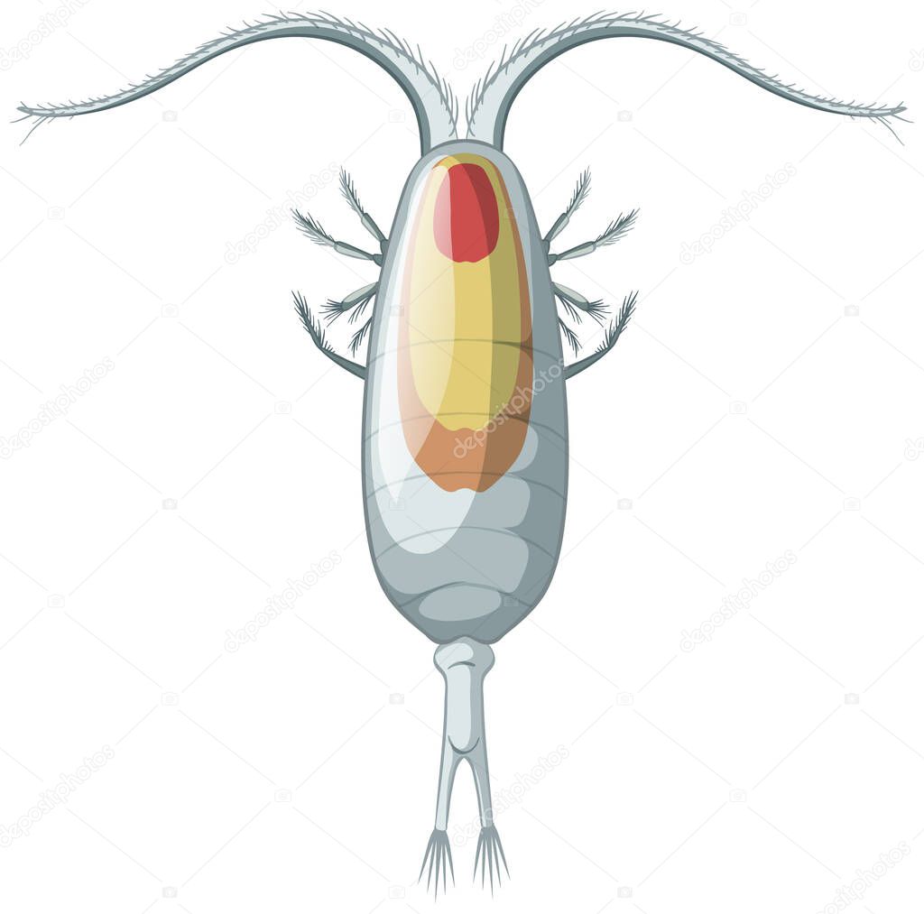 Isolated copepods on white background illustration