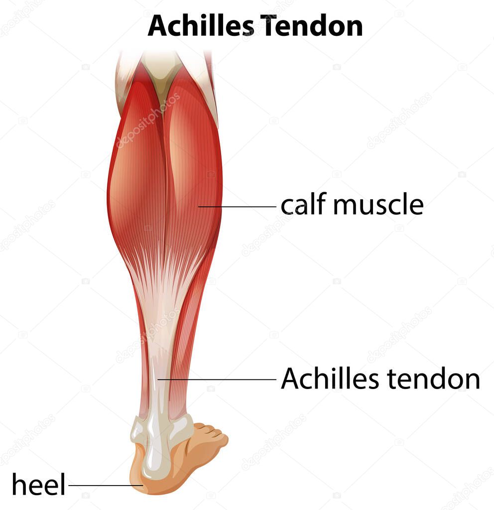 Medical infographic of achilles tendon illustration