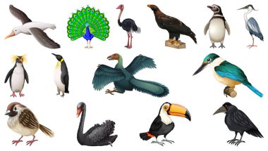 Beyaz arkaplan illüstrasyonunda izole edilmiş farklı kuş çizgi film biçimi