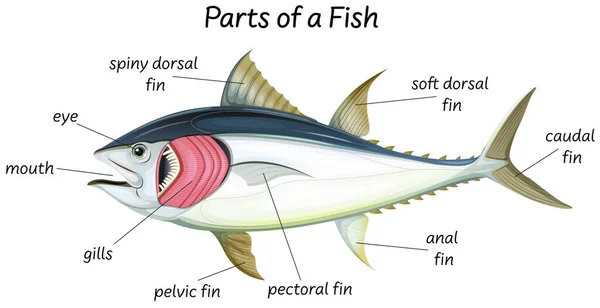 魚図の科学内部解剖学 — ストックベクタ