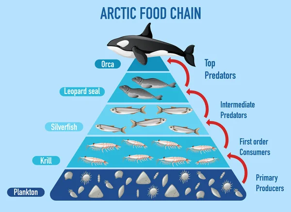 Pirámide Cadena Alimentaria Ártica Ilustración — Archivo Imágenes Vectoriales